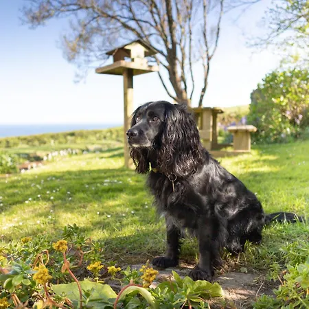 Spectacular Sea View Retreat Lanteglos (Dobwalls and Trewidland)